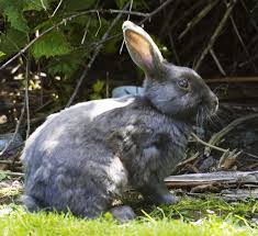 Blood meal often discourages rabbits from eating desirable plants. Many Methods Available To Repel Garden Rabbits Winnipeg Free Press Homes