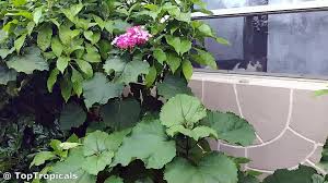 Image result for Clerodendrum buchneri