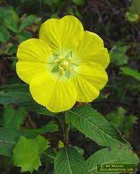 Yellow jessamine, native to florida; Yellow Florida Wildflowers Page 3 Of 3