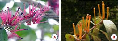 Image result for Phragmanthera eminii