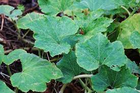 You can download the pumpkins and fall leaves cliparts in it's original format by loading the clipart and clickign the downlaod button. The Malawian Culinary Art Of Pumpkins Leaves Masamba Wotendera Go Unesco Gounesco