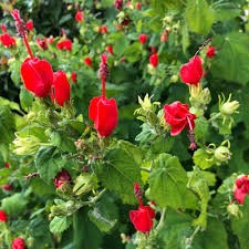 In order to germinate, this seed needs a warm moist treatment followed by a cold moist treatment. Plant Of The Week Turk S Cap Neil Sperry S Gardens