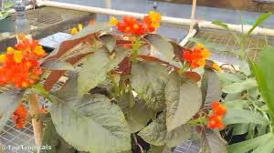 Image result for Clutia pulchella