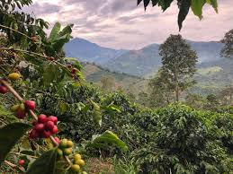 Offers breakfast and lunch from 7am to 2pm, daily. How To Visit A Coffee Farm Tips How To Make It Happen