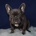 French Bulldog Puppies for Sale | Lancaster Puppies