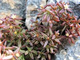 Image result for Crassula expansa