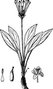 Image result for Butomopsis