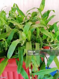 Image result for Murdannia stricta