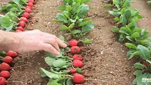 Watch How Seeds Grow Into Vegetables In These Fascinating Time Lapses Growing Radishes Growing Seeds Radish Growing