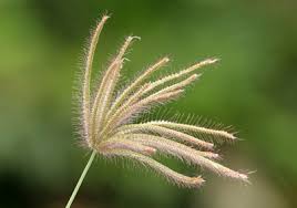 Image result for Chloris pilosa