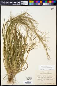 Image result for Leptochloa panicea