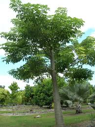 Image result for Adansonia digitata