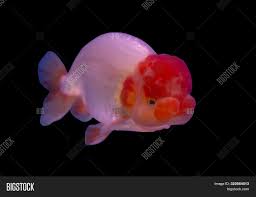 Maybe you would like to learn more about one of these? Lion Head Goldfish Image Photo Free Trial Bigstock