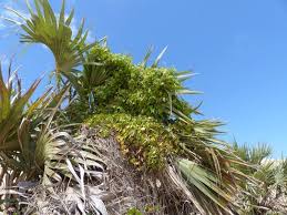 Image result for Cynanchum mossambicense