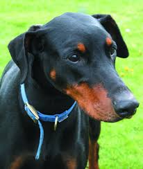 Rspca Special Appeals Rehoming Adoption Pet Rescue Animal Charities Rehoming Animal Rescue