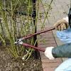 Roses (​ rosa ​ spp.) go dormant over winter, and most look fairly dead by the time spring rolls around. 1