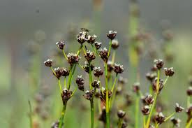 Image result for Suaeda merxmuelleri