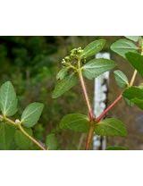 Image result for Euphorbia ophthalmica