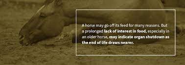 Is My Horse Dying Learn The Signs How To Comfort Say Goodbye