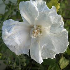 Diana Althea Shrub