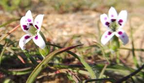 Image result for Cyphia