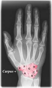 Image result for Normal Anatomic Position of the Hand and Wrist