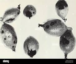 Image result for Walnut blight