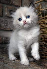 Seal Bi Color Ragdoll Kitten Ohemgee Cats Cat Fluffycat Ragdolls Ragdoll Kittens Sealbicolor Ragdoll Kitten Cute Cats Cat Breeder