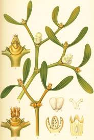 Image result for Viscum littorum