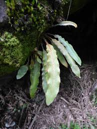 Image result for Elaphoglossum kivuense