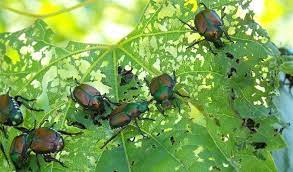 Control Prevent Japanese Beetles In Your Ne Ohio Landscape Independent Tree