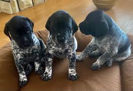 Image result for německý ohař krátkosrstý