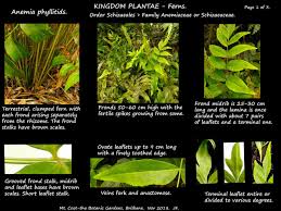Image result for Anemiaceae