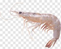 Gray Shrimp Chinese White Shrimp Prawn Caridean Shrimp Shrimps Free Png White Shrimp Shrimp Prawn Shrimp