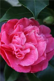 Camellia X Williamsii Debbie