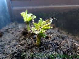 Die späten sorten hingegen werden bis in den oktober hinein geerntet. Kartoffeln Auf Dem Balkon Anbauen Tipps Zu Anbau Pflege Und Ernte