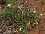 Image result for Barleria calophylloides