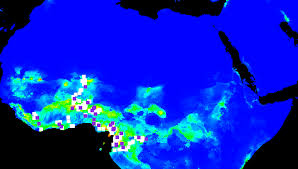 Image result for Eriocoelum microspermum