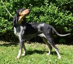 Image result for lucernský honič