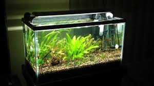 Finnex Ray 2 18 On 10 Gallon Planted Tank Youtube
