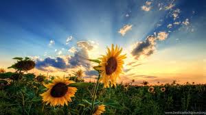 The hot sun swims along the clear blue sky making us feel rejuvenated and charged with positive energies. 64 Summertime Desktop Wallpaper On Wallpapersafari