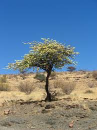 Image result for Albizia anthelmintica