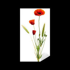 Le bouquet de coquelicots,symbole de rêves,signifie ardeur fragile. Image D Un Coquelicot Sur Un Fond Blanc Bouquet Champetre Sticker Pixers We Live To Change
