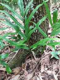 Image result for Lindsaea ensifolia
