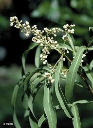 Image result for Atalaya alata