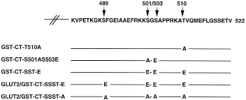 Sst is a single stage tax. Protein Kinase A Dependent Phosphorylation Of Glut2 In Pancreatic B Cells Journal Of Biological Chemistry