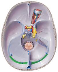 Transverse Sinus Brain Anatomy Sinusitis Medical Anatomy