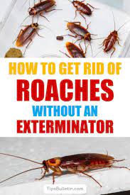 8 Super Simple Ways To Get Rid Of Roaches Without An Exterminator Home Remedies For Roaches Roaches Best Pest Control