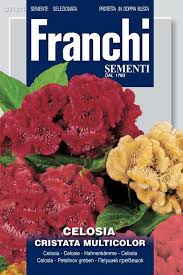 Image result for Celosia