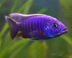 Its body has a base color of orange or yellow gold. Hap Ahli Electric Blue The Trop Company